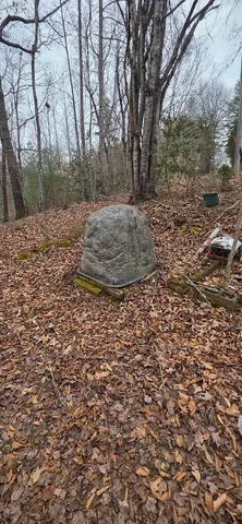 a view of a yard with large trees