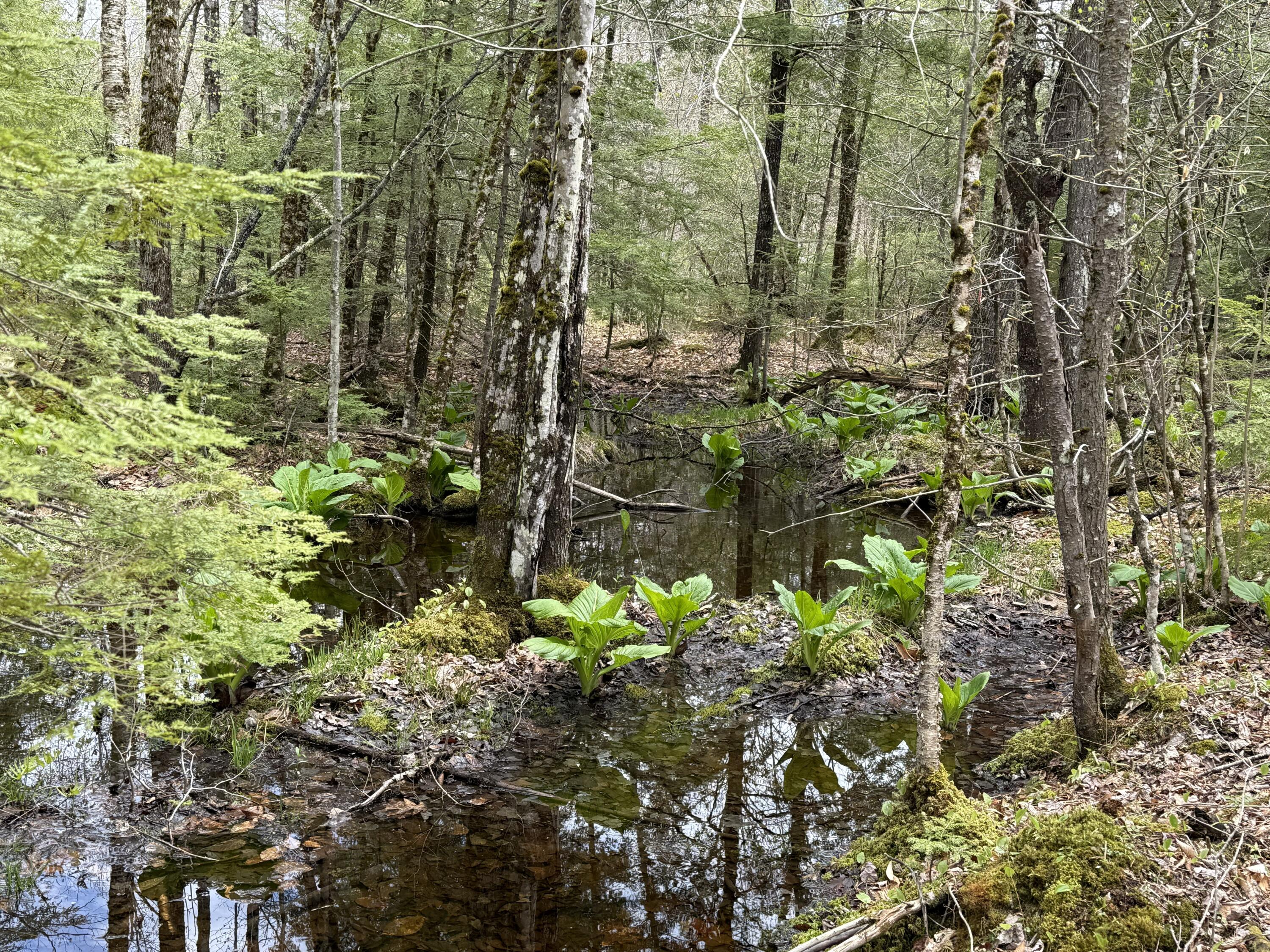 48 Highland Ridge Hollis Center, ME 04042 - Photo 51 of 61 IMG_5259