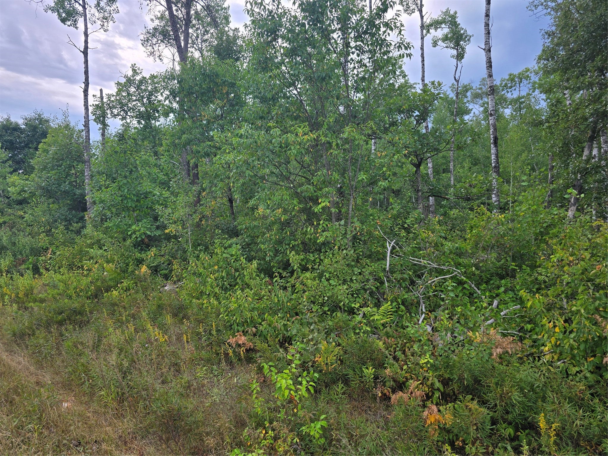 0 County Highway Springbrook, WI 54875 - Photo 5 of 7 Gallery Image 5