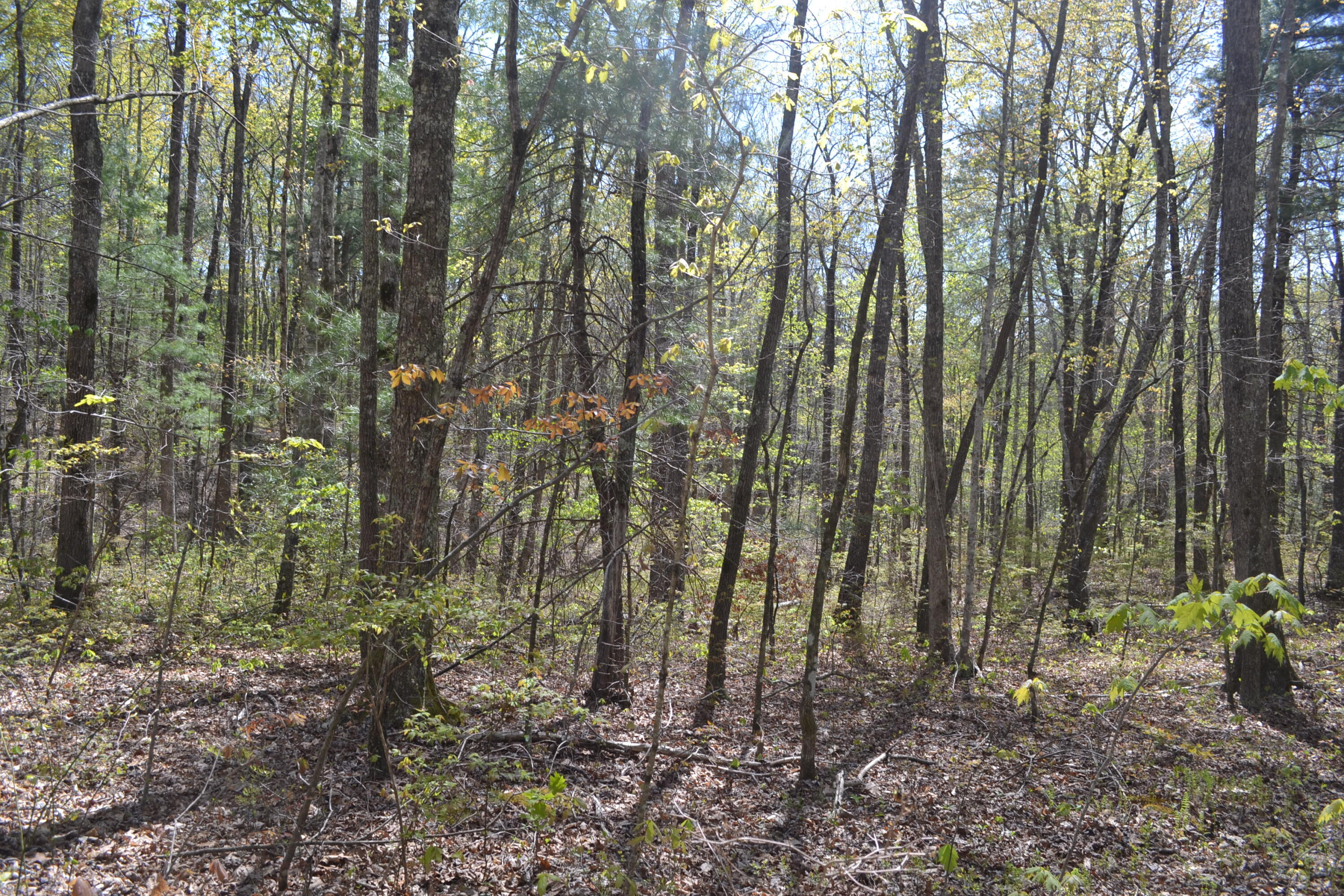 58-ac J B Swafford Road Spring City, TN 37381 - Photo 13 of 19 16