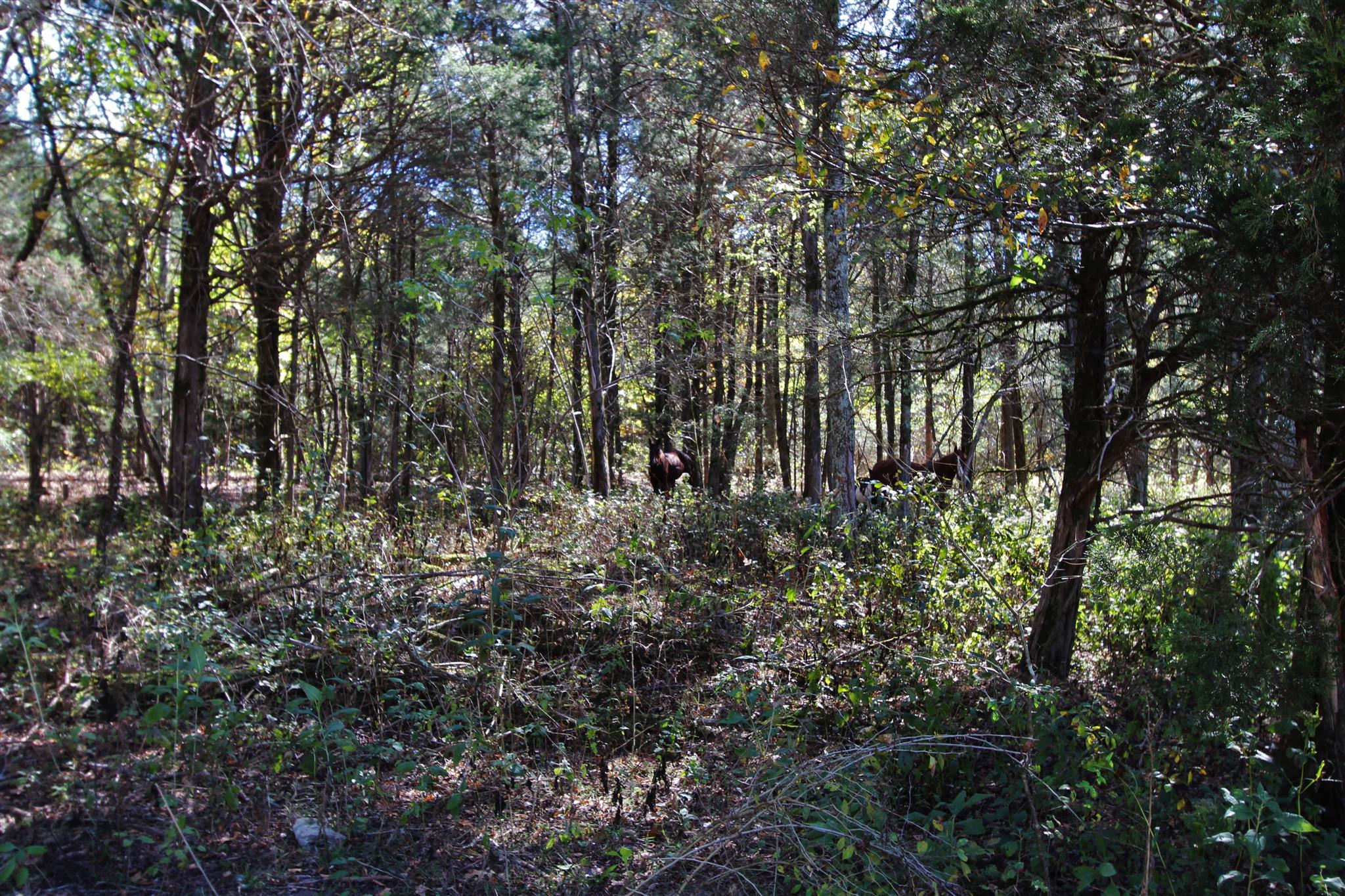 2296 Tracy Road Watertown, TN 37184 - Photo 28 of 29 a view of building with trees