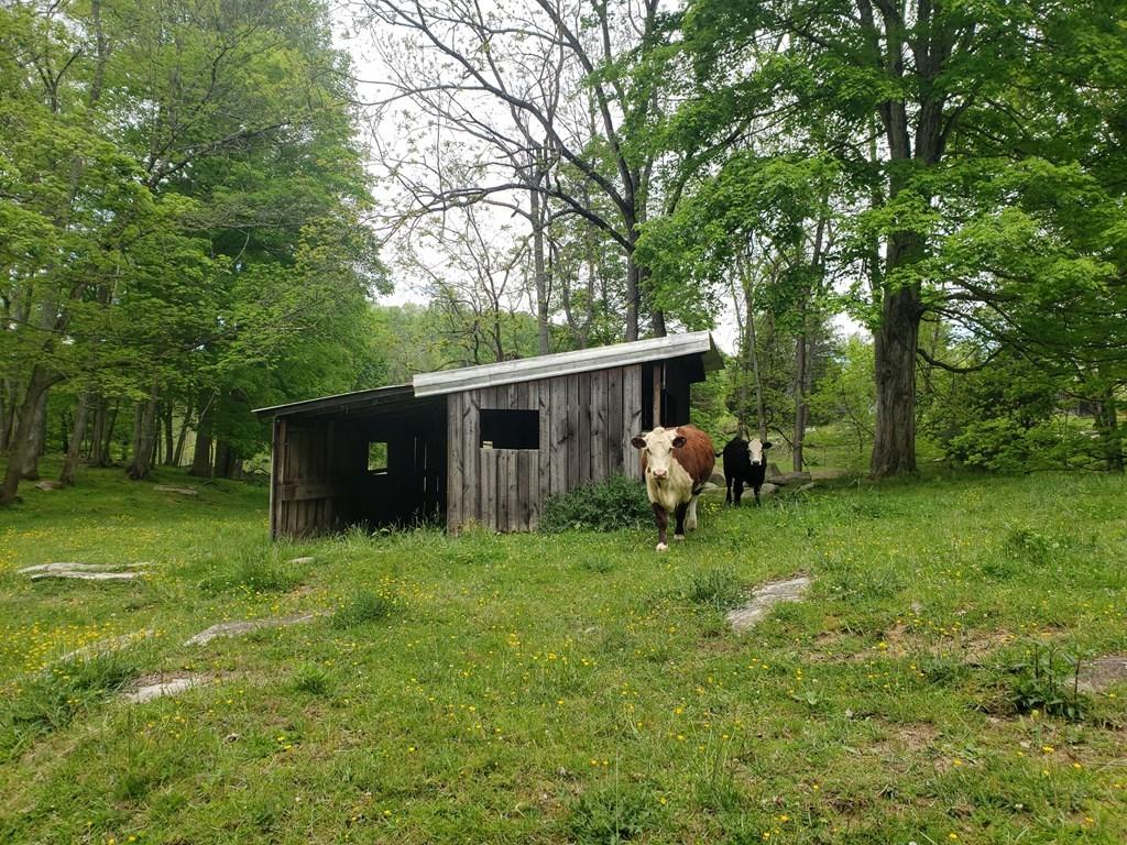 11006 Caney Valley Road Bristol, VA 24202 - Photo 13 of 34 caney v cow