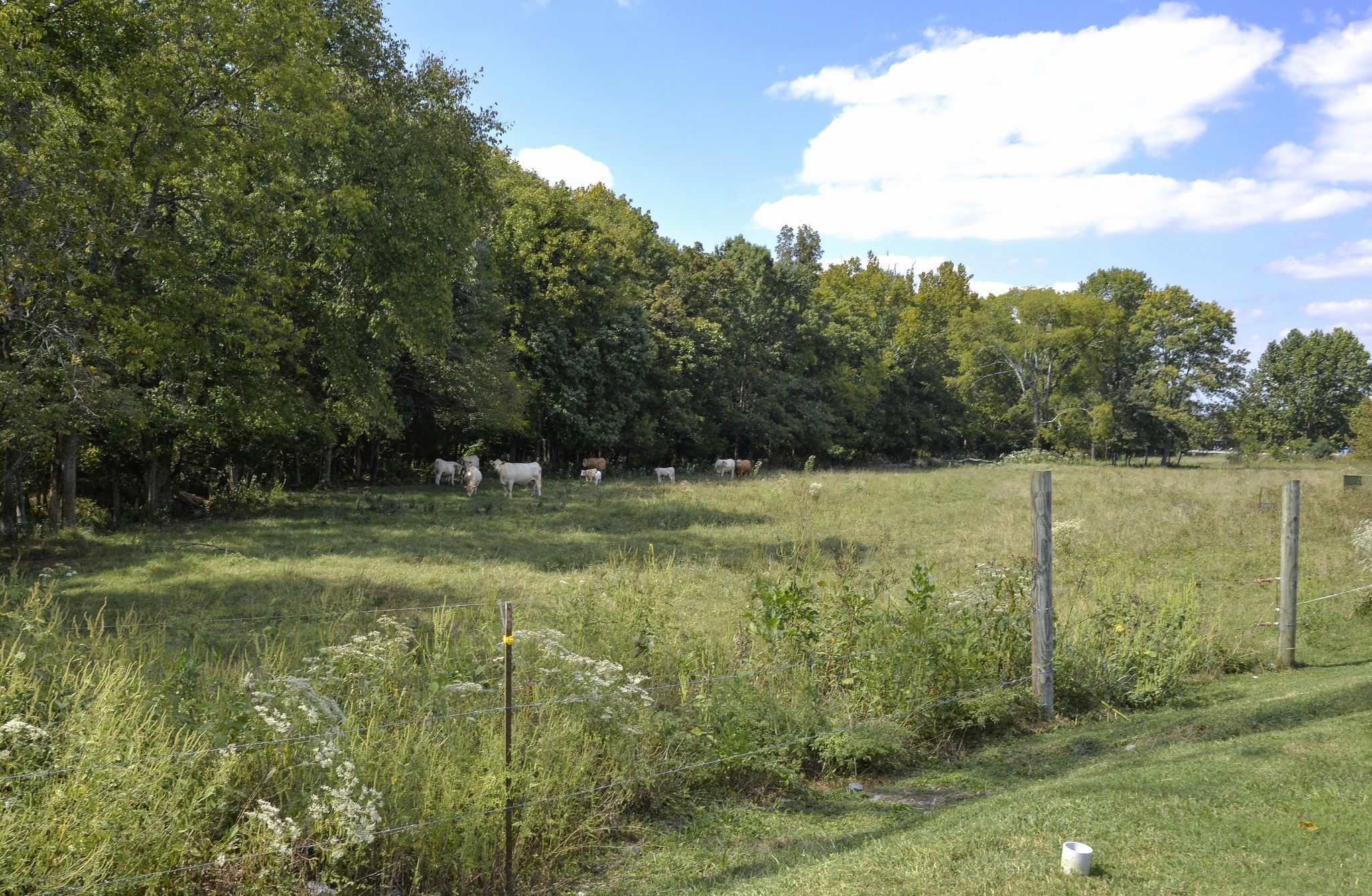74 Remington Road Lebanon, TN 37090 - Photo 24 of 25 a view of a green field