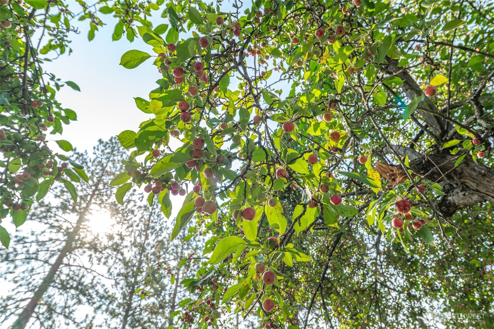 2811 West Weile Avenue Spokane, WA 99208 - Photo 34 of 39 a backyard of a house