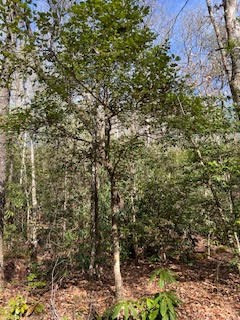 Lot 2 Morris Creek Road Andrews, NC 28901 - Photo 3 of 4