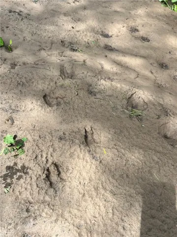 a view of a dry yard with wooden fence