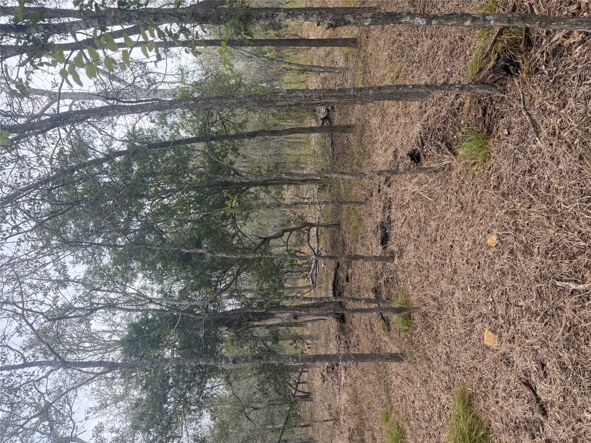 298 Riverside Drive Bastrop, TX 78602 - Photo 5 of 7 Mature trees populate this tranquil, wooded acreage offering a serene natural landscape.