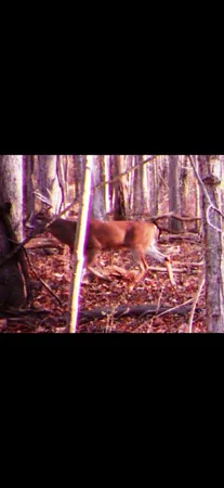 $116,000 | 4000 Sutton Road, Unit BLK, Tecumseh, MI 49286