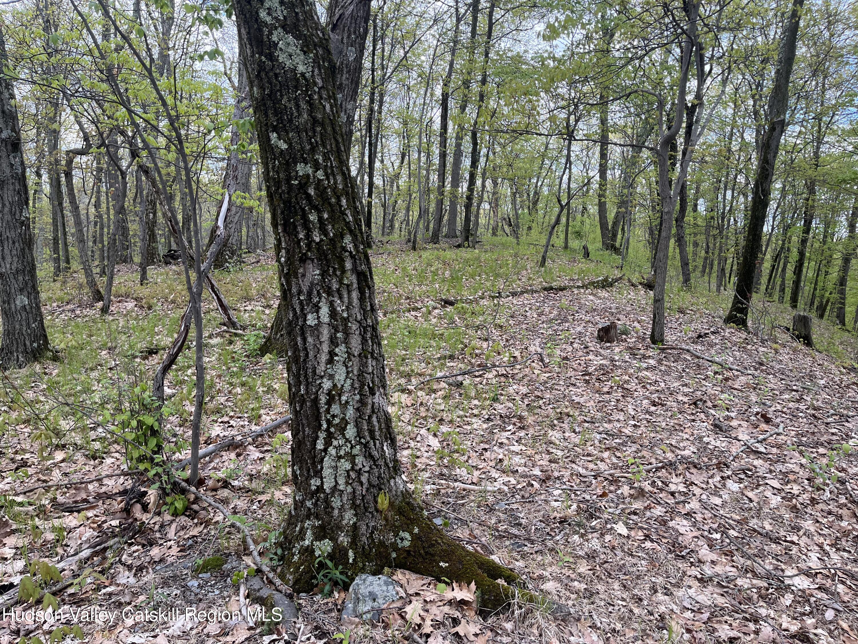 a view of a forest with a tree