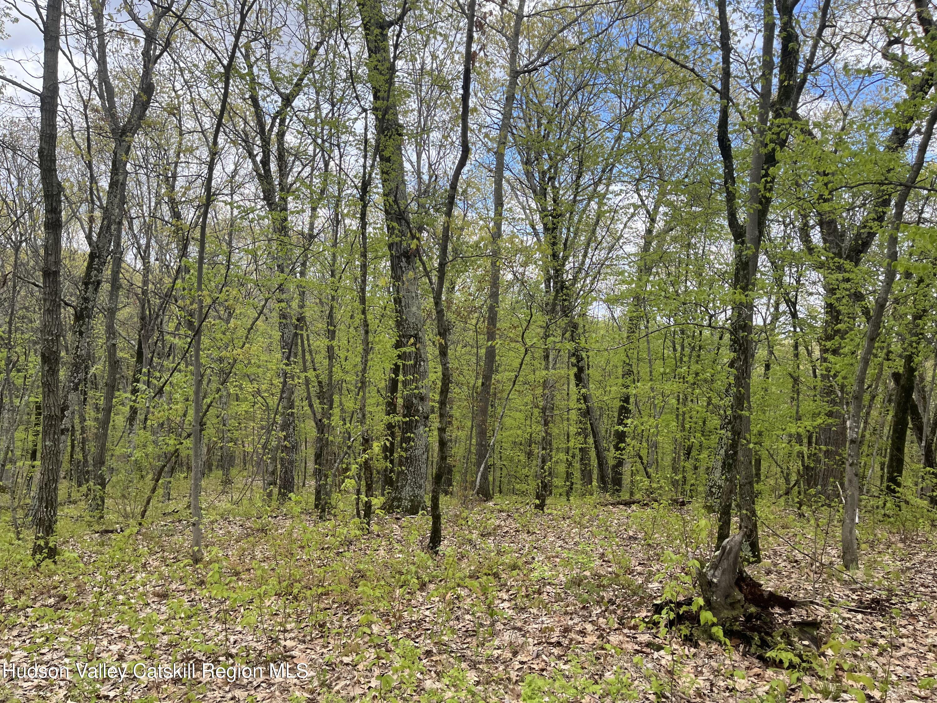 Tbd Cold Spring Road Clinton Corners, NY 12514 - Photo 6 of 17 a view of a yard with trees