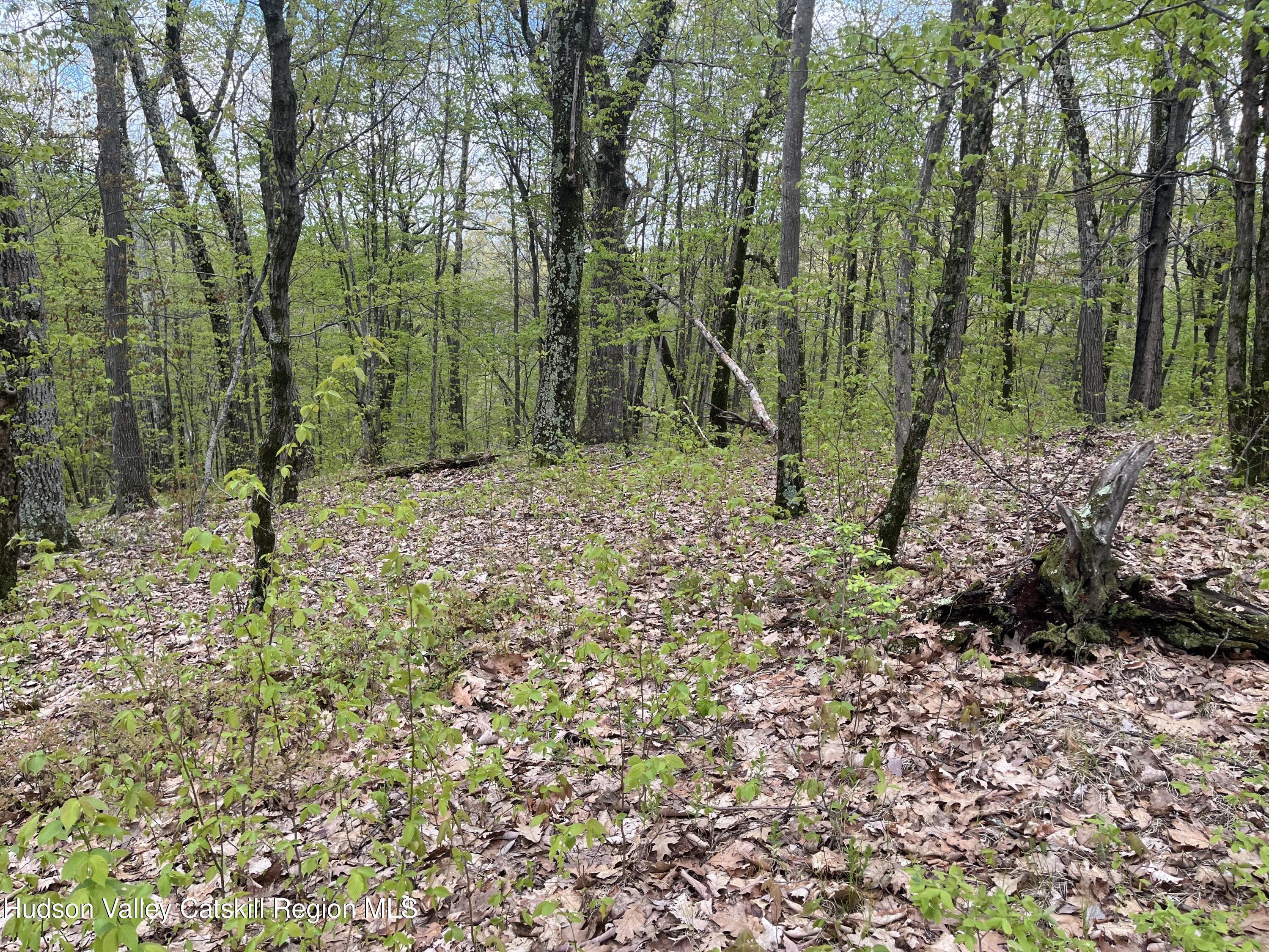 Tbd Cold Spring Road Clinton Corners, NY 12514 - Photo 8 of 17 a view of a forest with trees