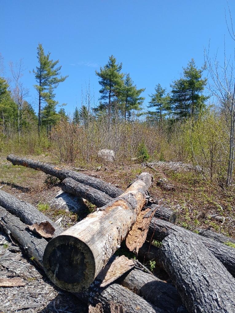 40 Eleanor Mae Road Cherryfield, ME 04622 - Photo 25 of 30 20250513_122958_resized