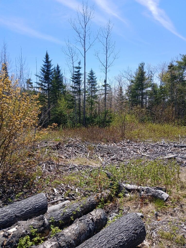 40 Eleanor Mae Road Cherryfield, ME 04622 - Photo 29 of 30 20250513_123008_resized