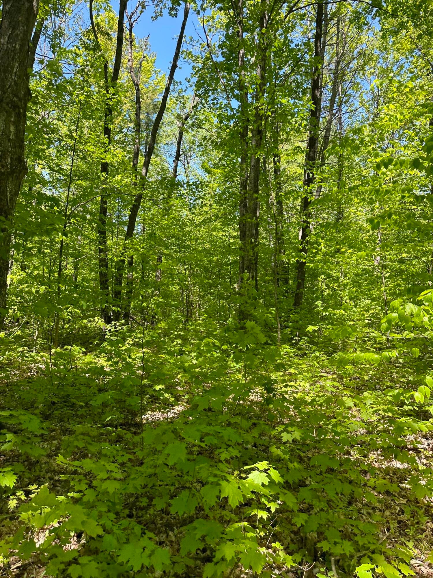 6424 North Sherman Road Frederic, MI 49733 - Photo 19 of 20 Gallery Image 19