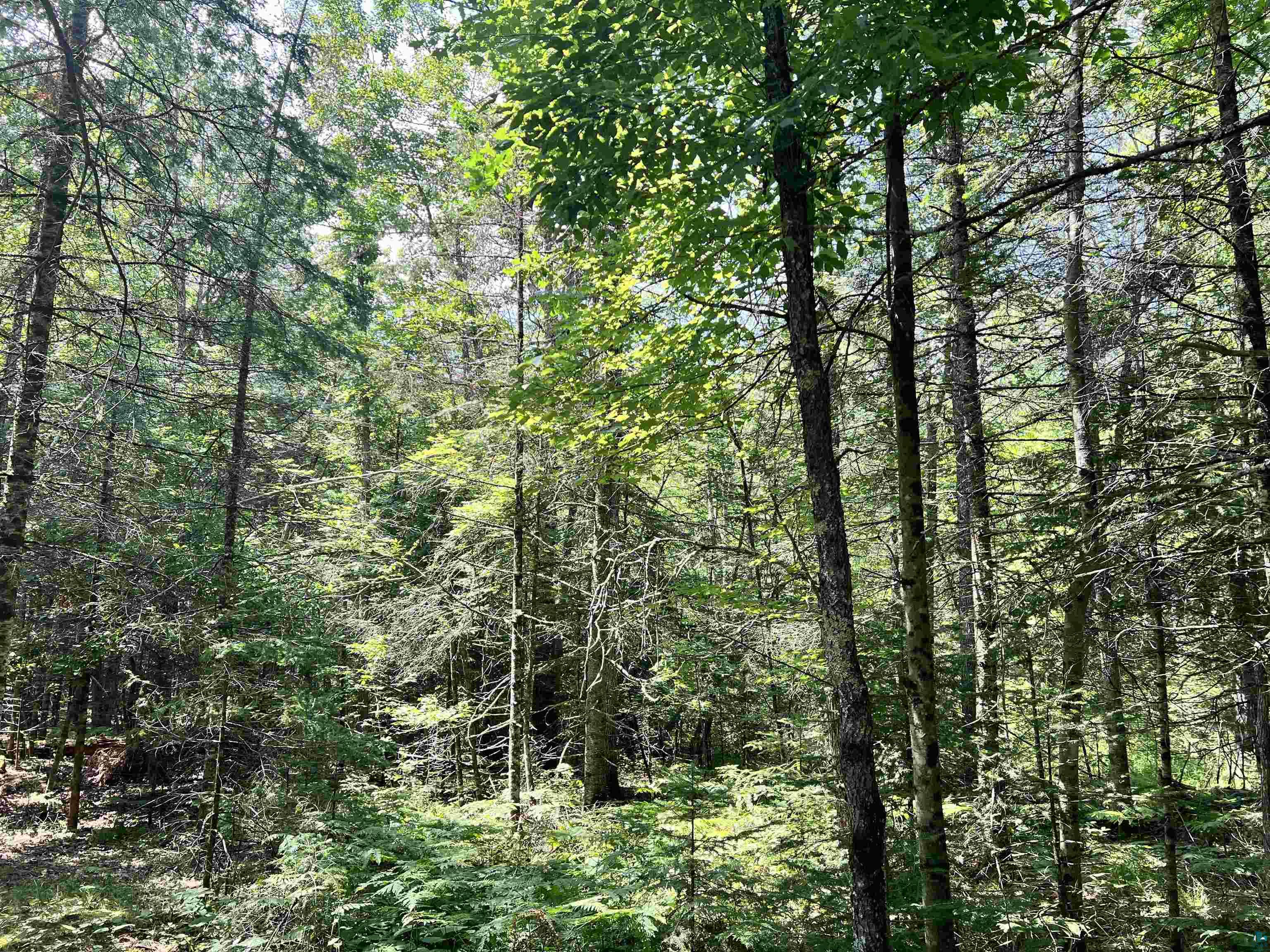 Xxx Xxx Chippewa Trail Exeland, WI 54835 - Photo 3 of 3 View of local wilderness