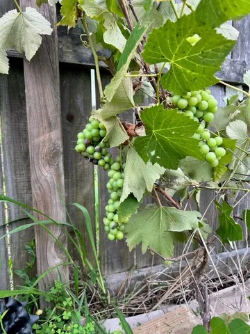 $419,900 | 261 Clayburne Drive, Goose Creek, SC 29445