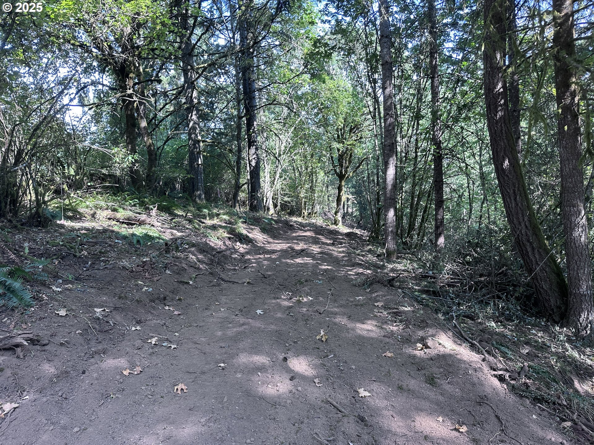 39357 Southwest Gibson Road Gaston, OR 97119 - Photo 5 of 8 a view of a forest with trees in the background
