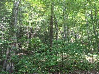 525 Cold Cave Road Wellington, KY 40387 - Photo 1 of 4 Photo 1
