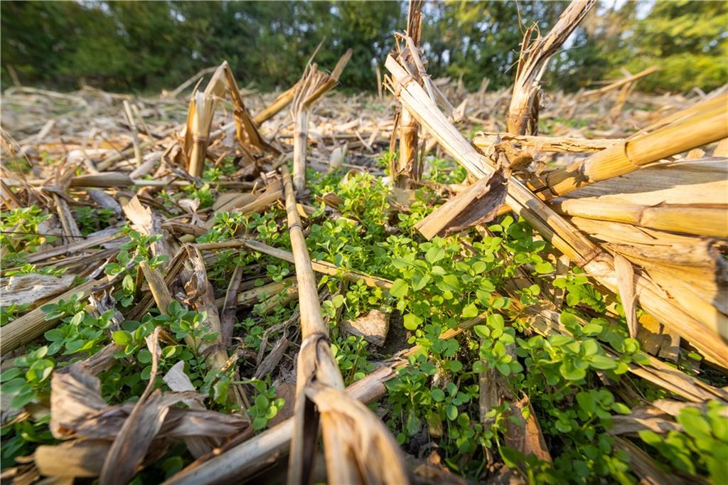 Northeast Berlin Road Pattonsburg, MO 64670 - Photo 13 of 15