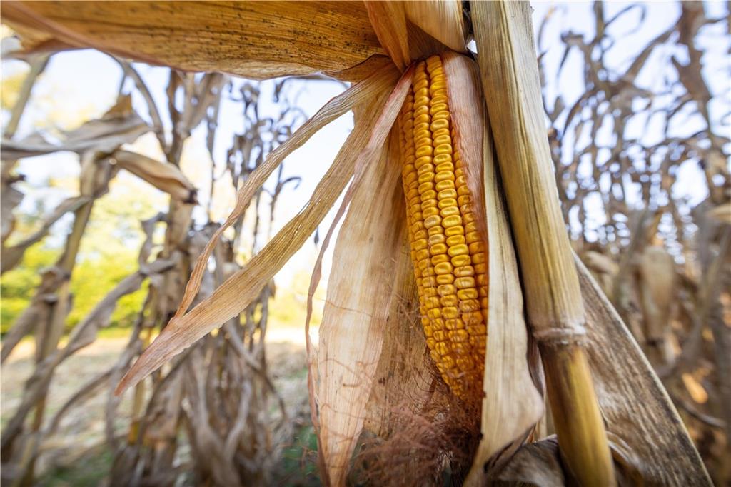 Northeast Berlin Road Pattonsburg, MO 64670 - Photo 14 of 15