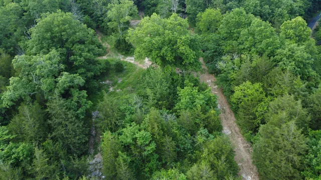 a view of a lush green forest with lawn chairs and plants