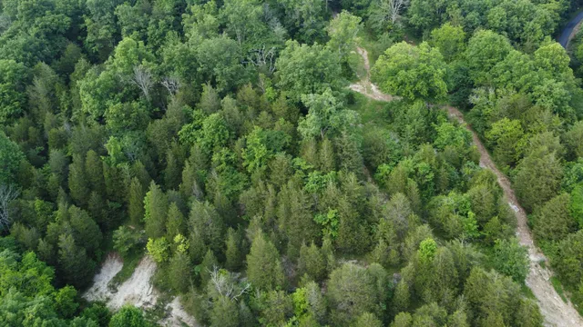 a view of a lush green forest