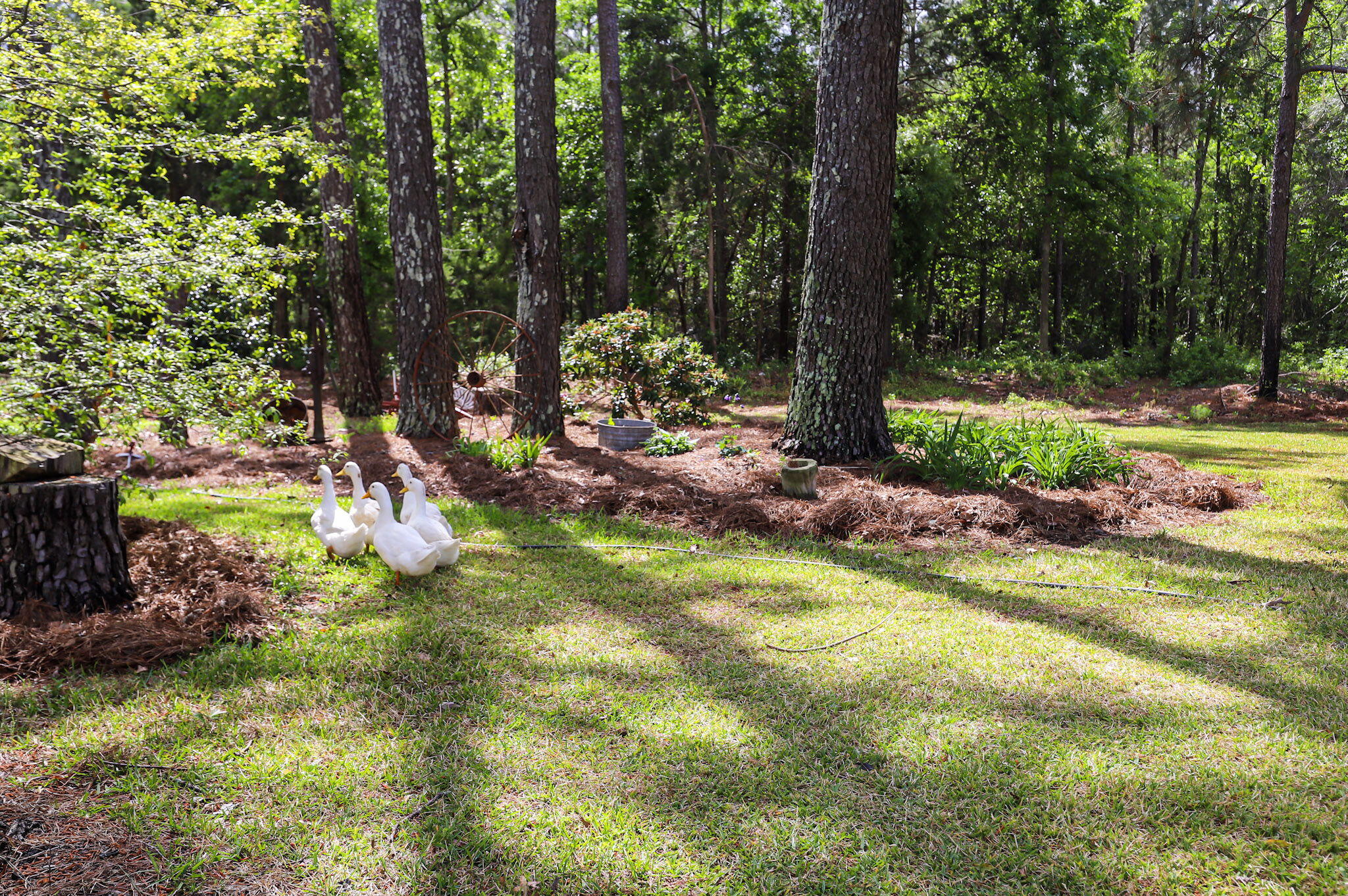 9466 Clarks Mill Road Avera, GA 30803 - Photo 61 of 73 69-web-or-mls-18-IMG_7067