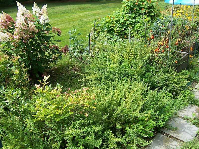 514 Summit Street Portland, ME 04103 - Photo 26 of 32 Yard/Garden.