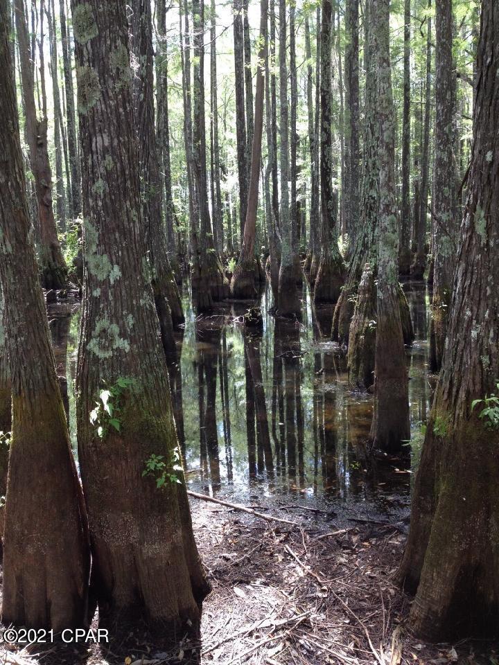 0 Stone Road Grand Ridge, FL 32442 - Photo 3 of 11 Gallery Image 3