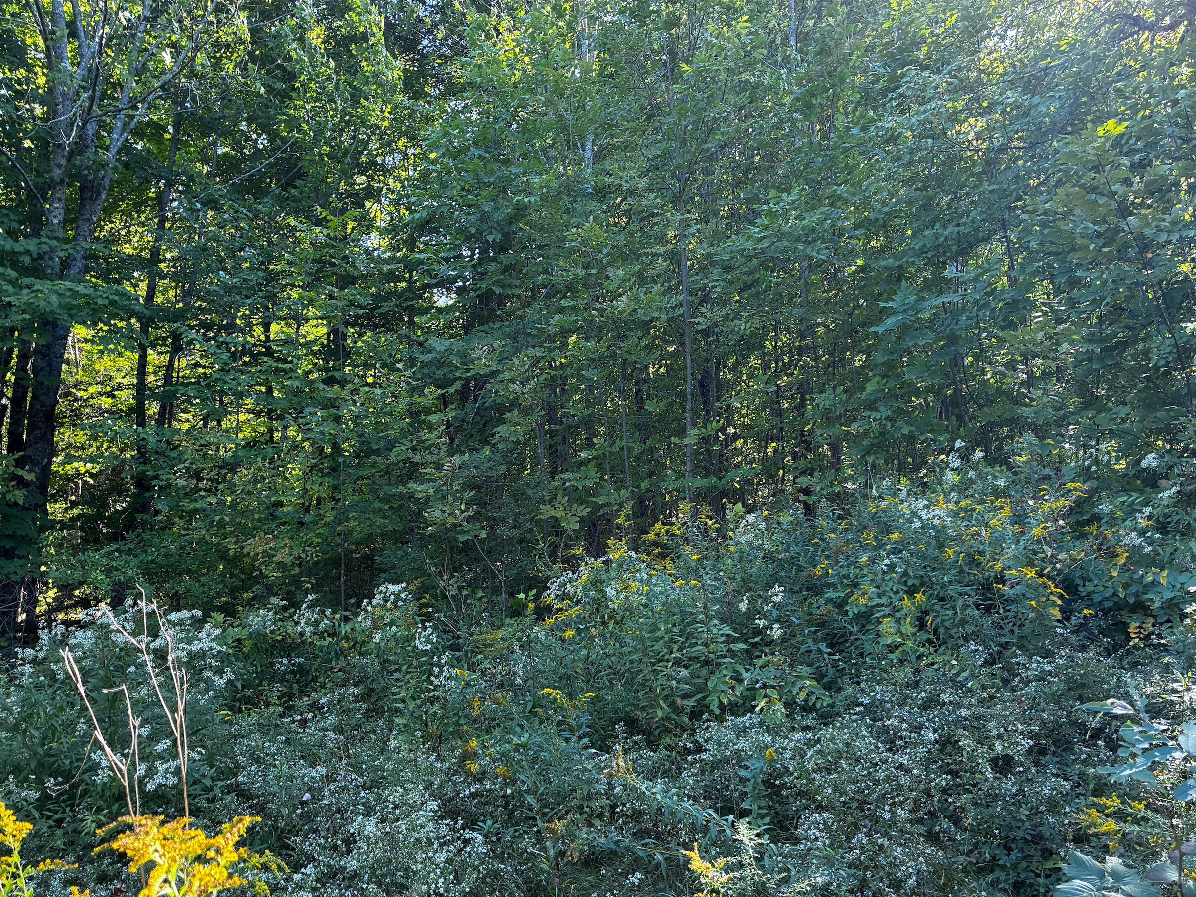 598 Quaker Hill Road Albion, ME 04910 - Photo 8 of 20 Exterior