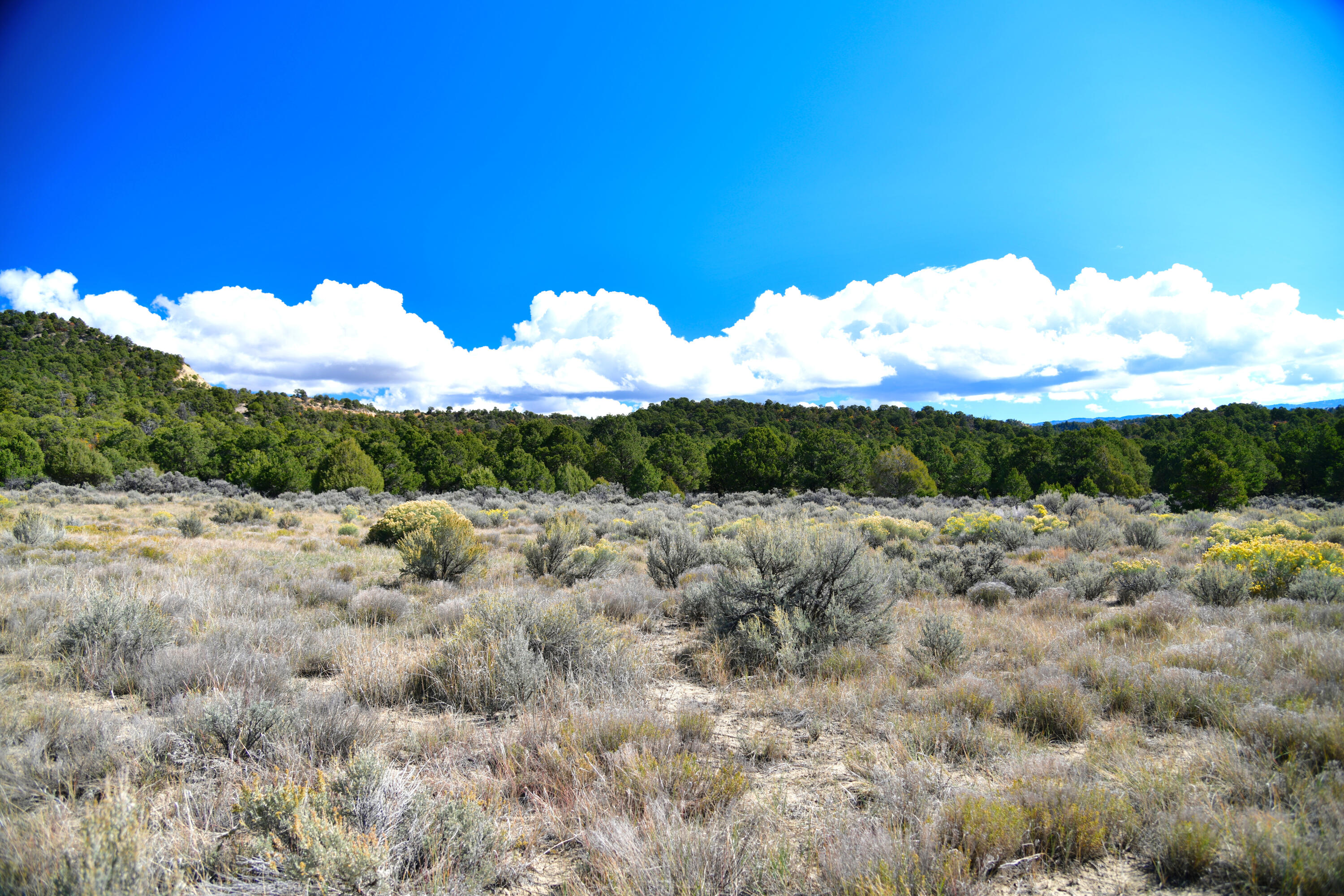 South And Ranch West Cebolla, NM 87518 - Photo 14 of 42 Gallery Image 14
