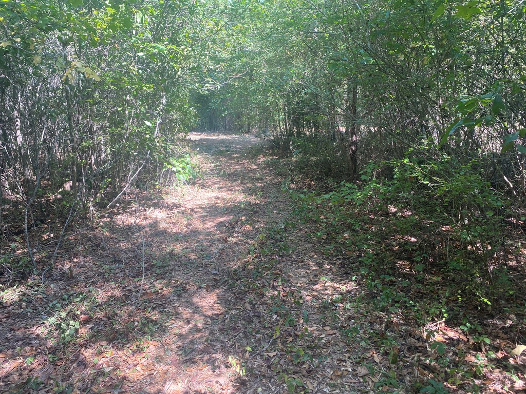 299 South L Street Hamilton, GA 31811 - Photo 30 of 36 a view of a forest with trees in the background