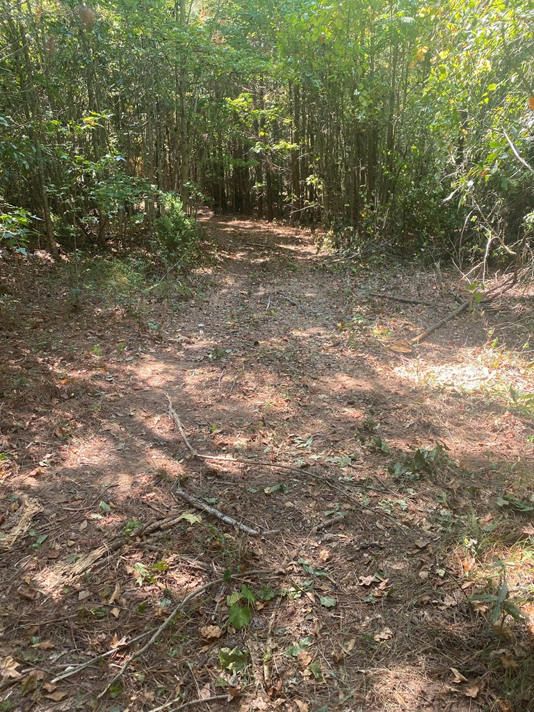 299 South L Street Hamilton, GA 31811 - Photo 32 of 36 a view of a yard with a tree