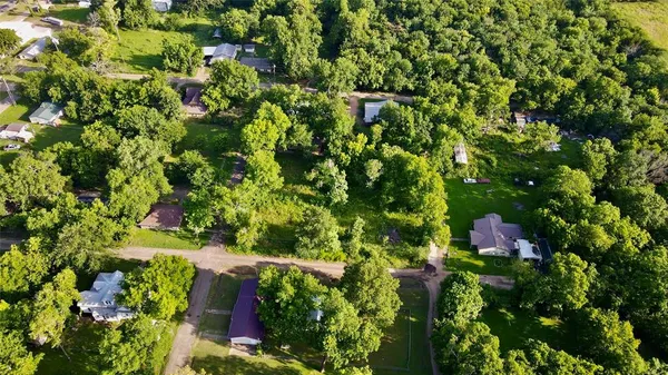 a view of a tree with a plant