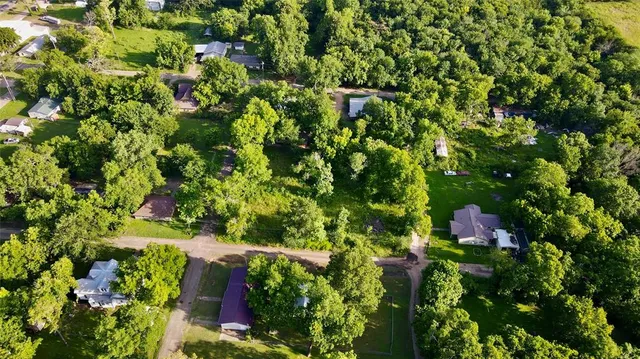 a view of a tree with a plant