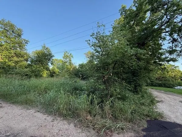 a plant that is in front of flowers