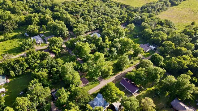 a view of a tree with a plant