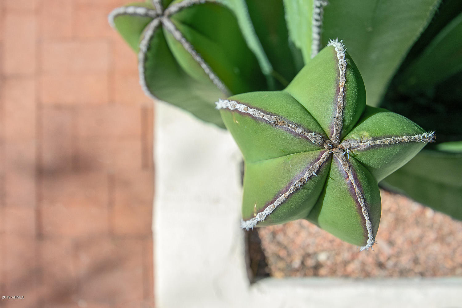 12160 East Mountain View Road Scottsdale, AZ 85259 - Photo 52 of 56 Landscape detail
