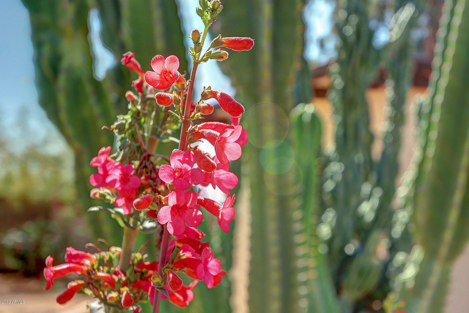 12160 East Mountain View Road Scottsdale, AZ 85259 - Photo 55 of 56 Landscape detail