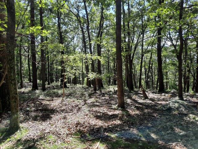 Tbd Tbd Brocks Gap Road Fulks Run, VA 22830 - Photo 4 of 12 Gallery Image 4