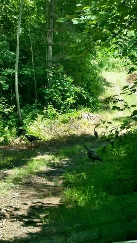 $1,950,000 | 3530 Grape Creek Road, Murphy, NC 28906