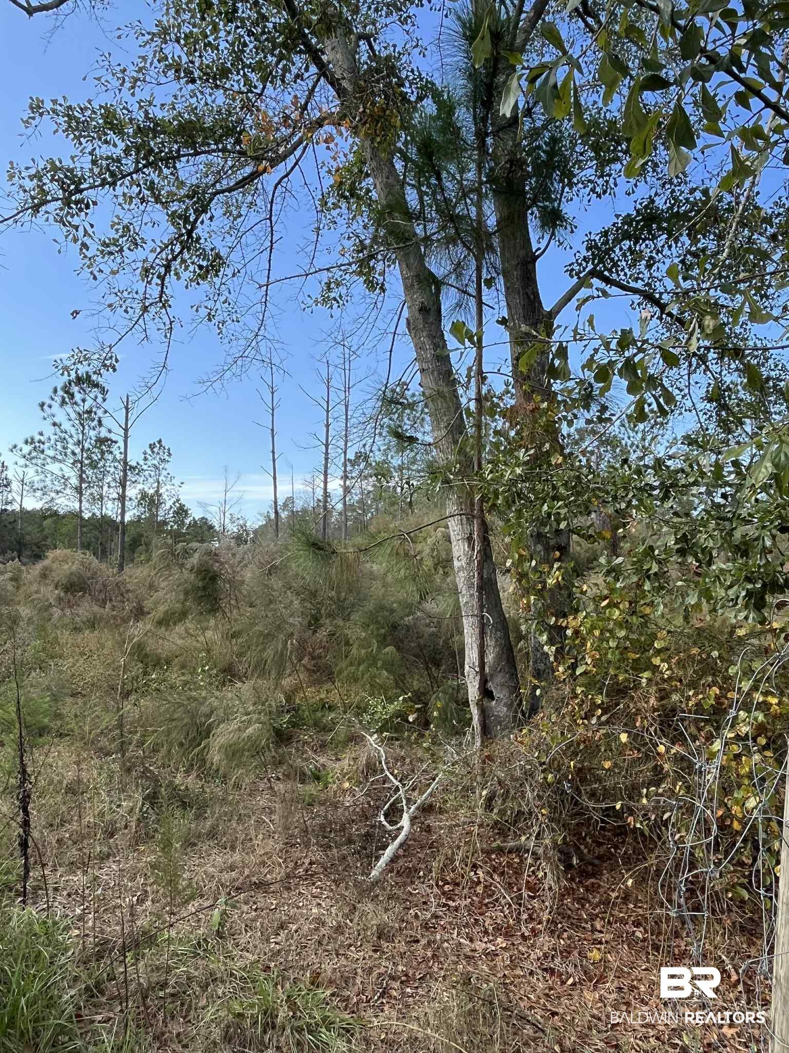 Virginia Drive Atmore, AL 36502 - Photo 5 of 8 View of local wilderness