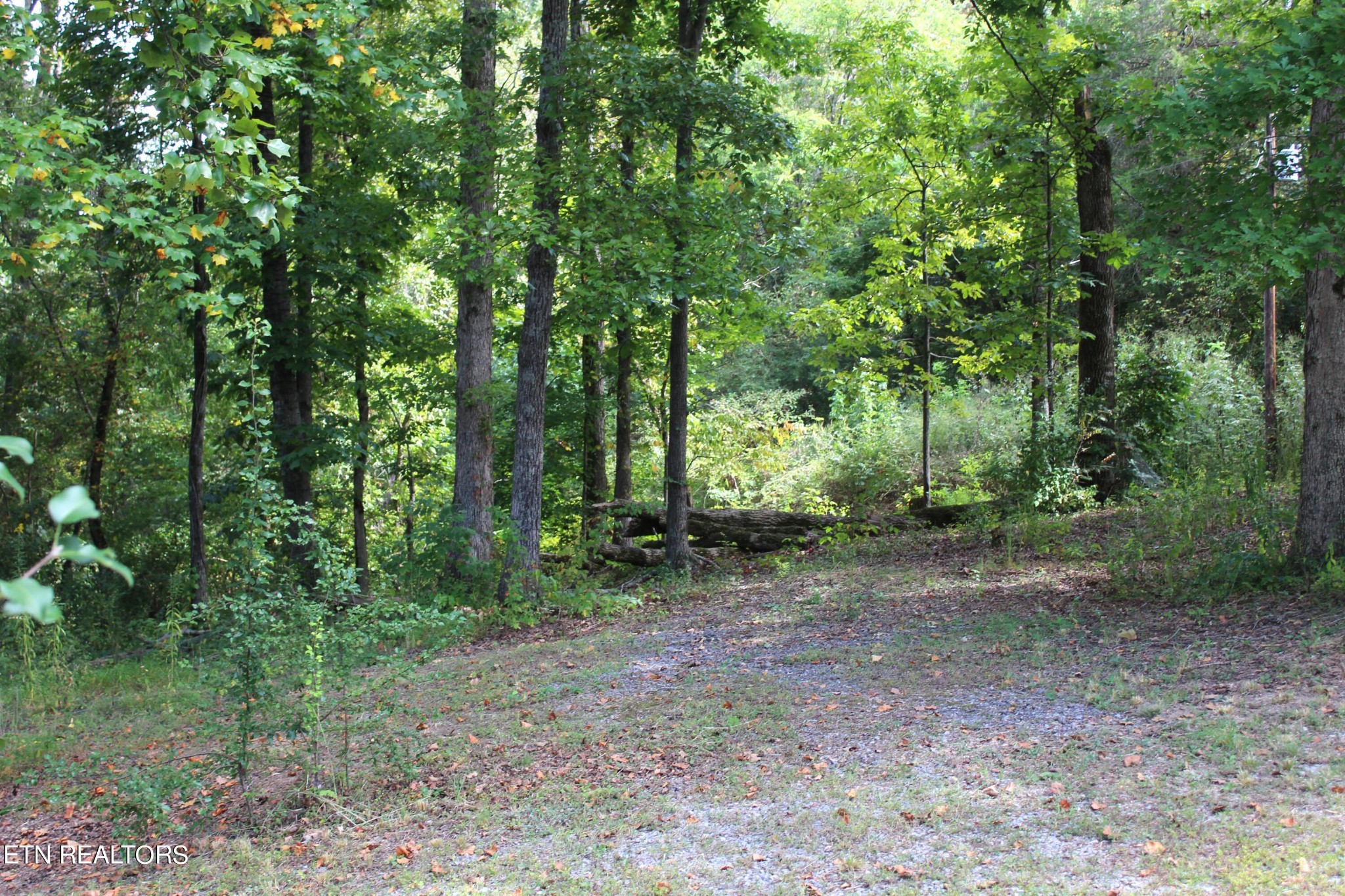 340 Brakebill Road Vonore, TN 37885 - Photo 32 of 33 a view of a forest with trees in the background