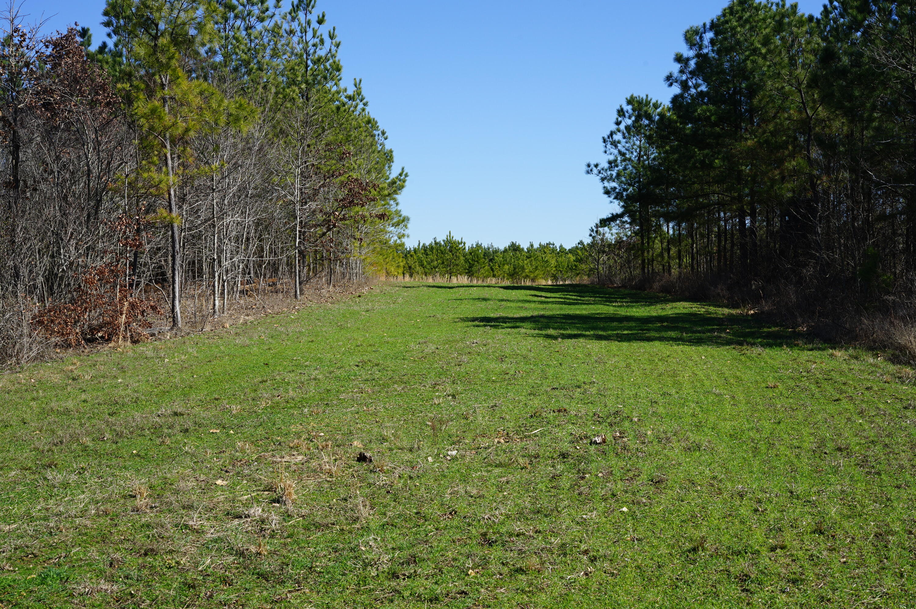 0 Danville Road, Unit 4 Big Sandy, TN 38221 - Photo 3 of 14 DSC00130