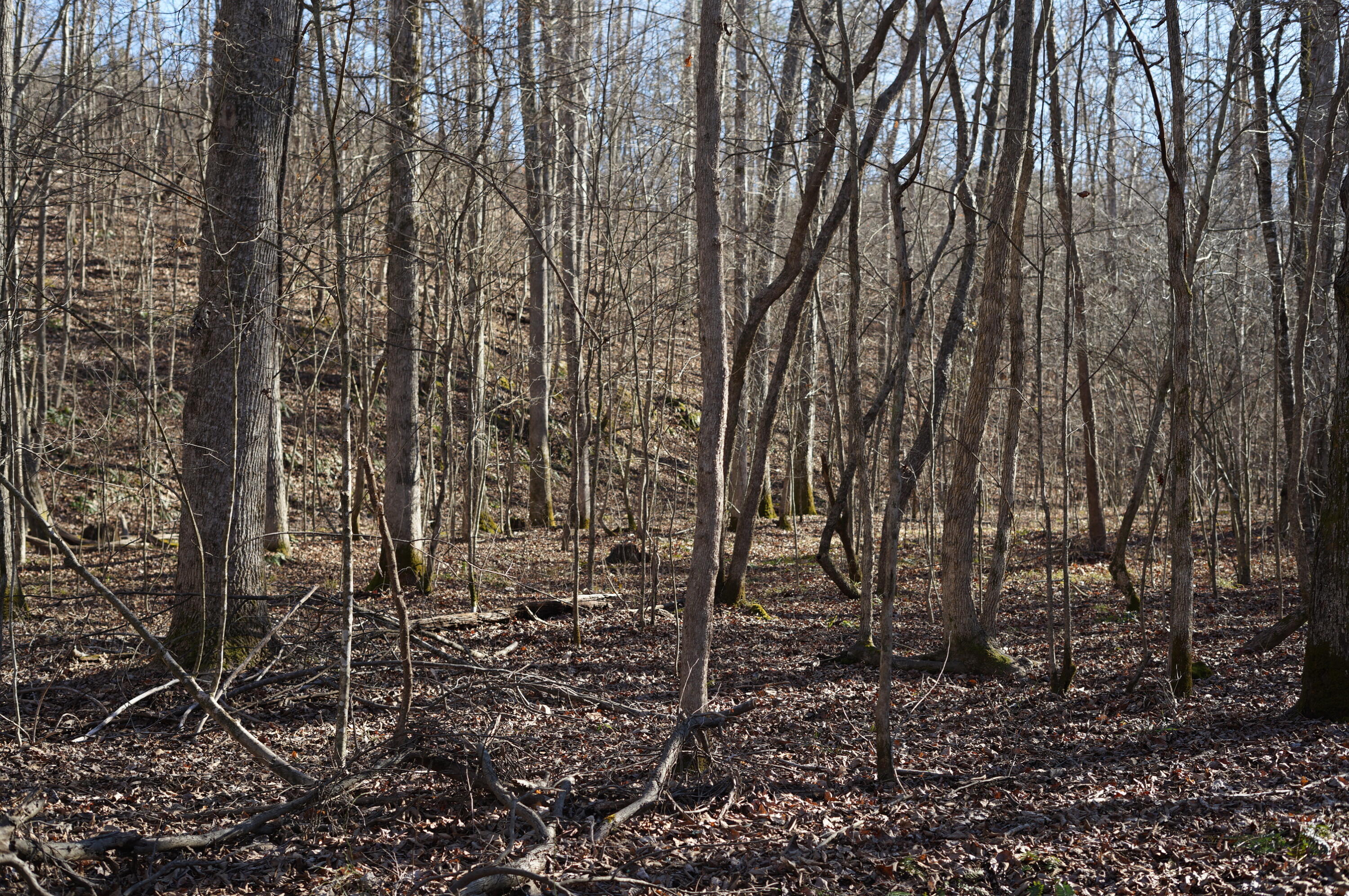 0 Danville Road, Unit 4 Big Sandy, TN 38221 - Photo 6 of 14 DSC00228