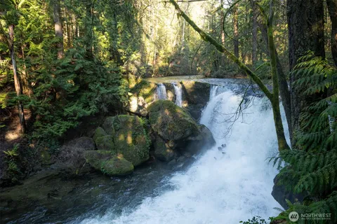a view of a yard with plants and trees