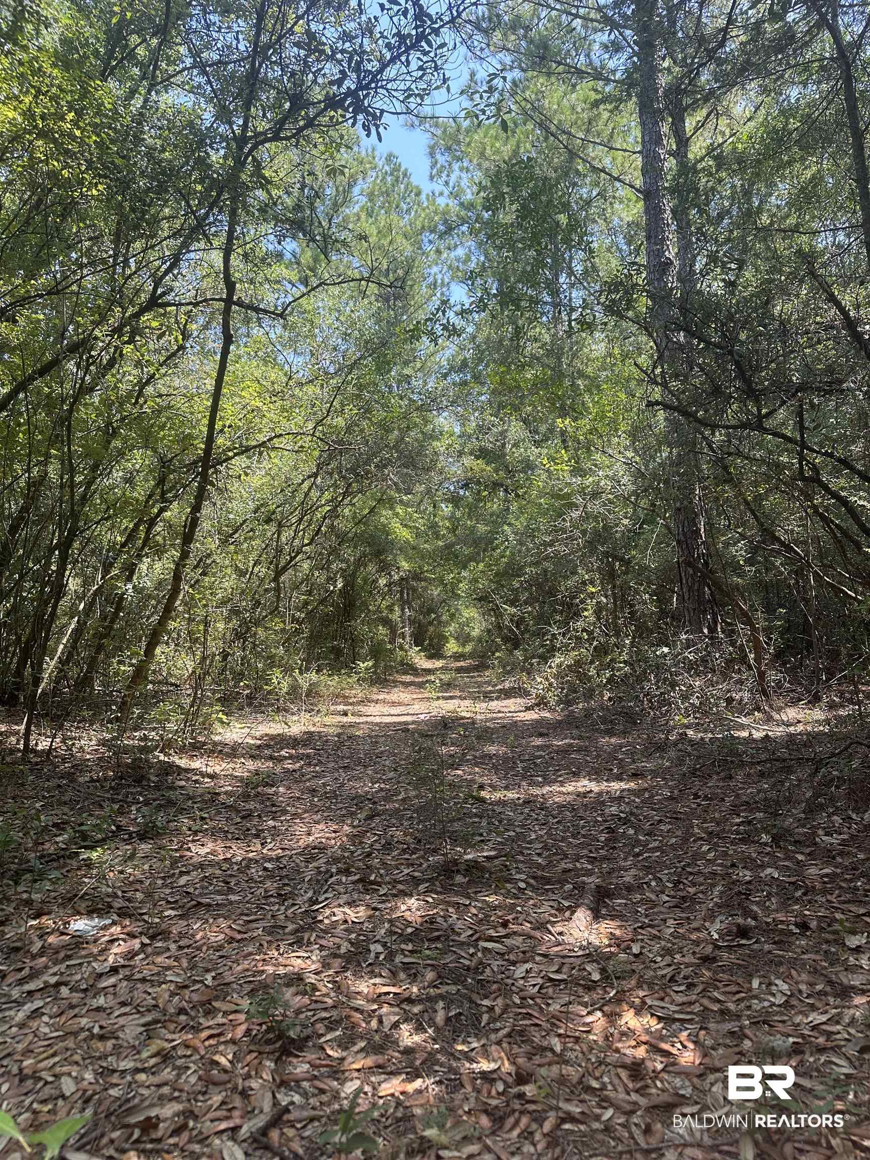 17175 Kelly Road Mount Vernon, AL 36560 - Photo 26 of 30 View of local wilderness