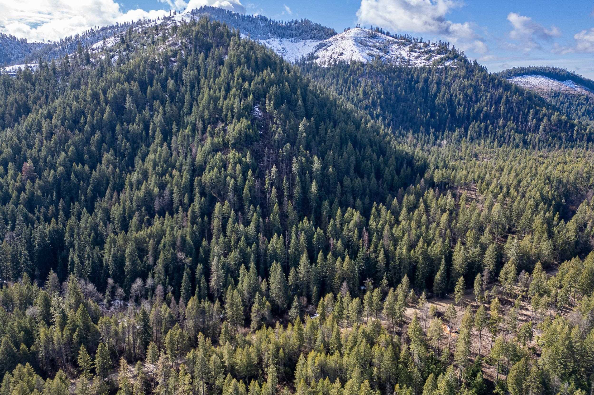 41-xx Grouse Creek Road Loon Lake, WA 99148 - Photo 10 of 11