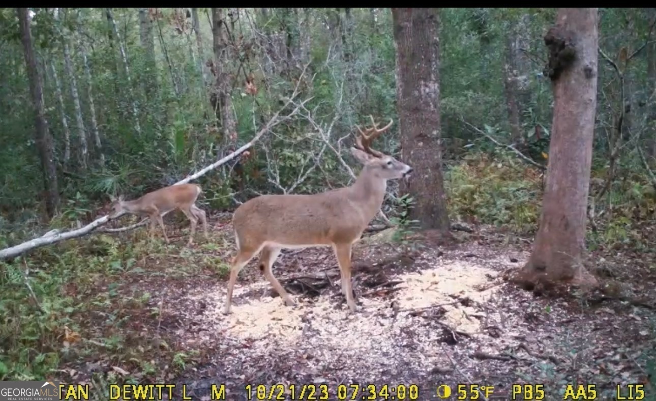 1705 Smith Road Waycross, GA 31503 - Photo 67 of 69