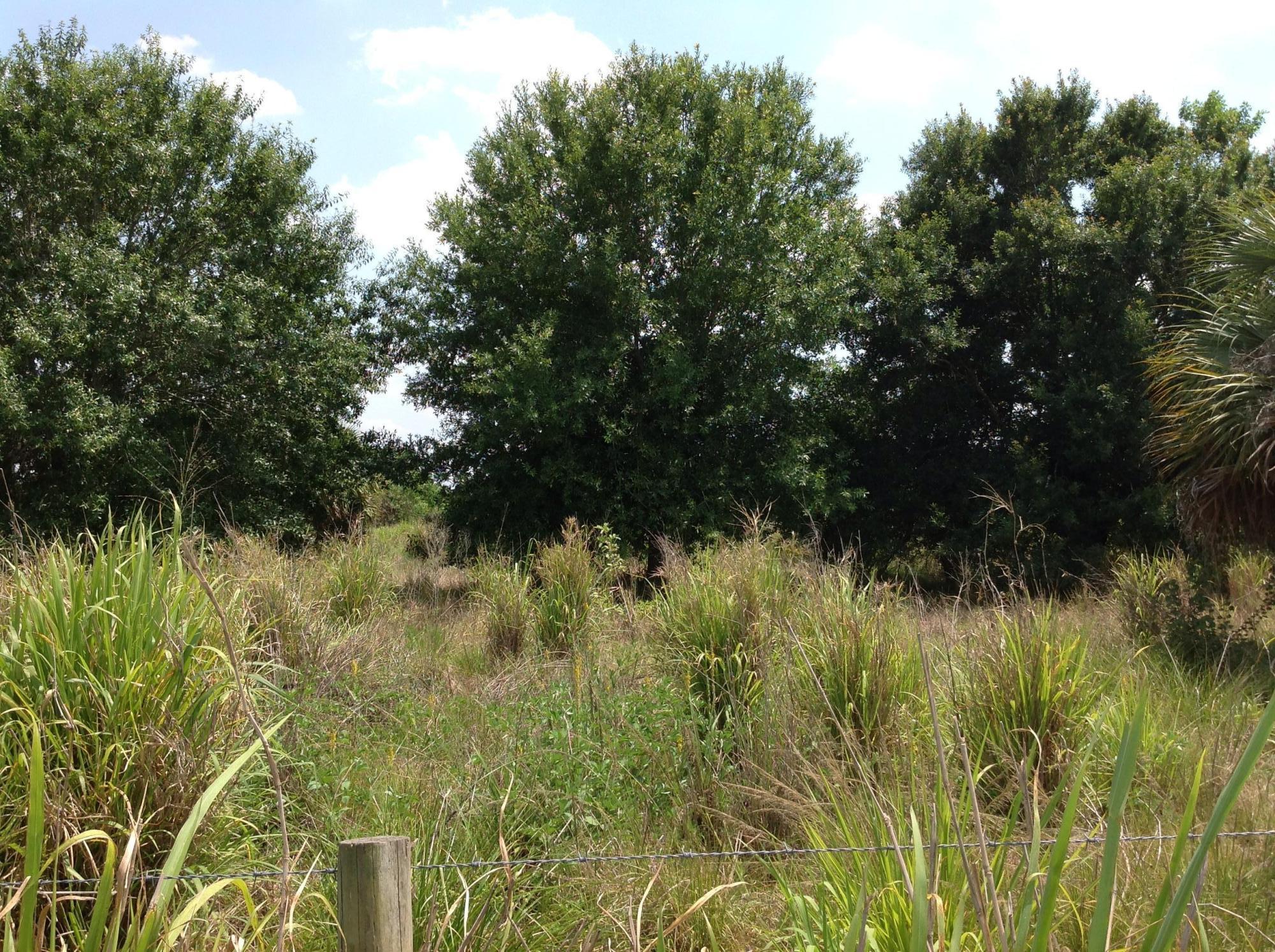 8560 Immokolee Road Fort Pierce, FL 34951 - Photo 2 of 10 Oaks in pasture